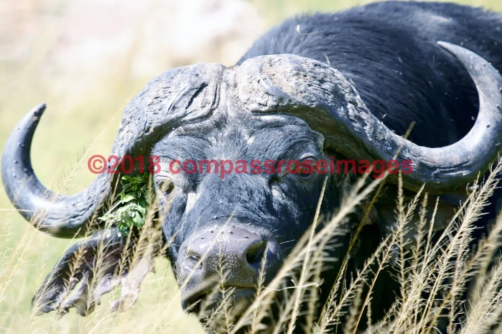 Buffalo, African 5-Canvas