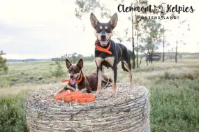 Dog Collar PVC 32mm x 70cm - Orange